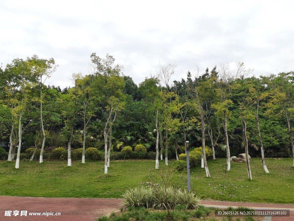 绿树成荫的公园景观