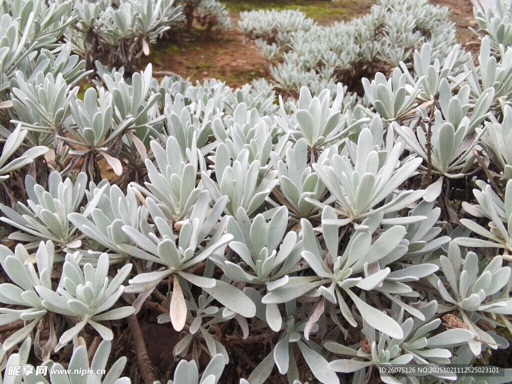 银叶植物特写