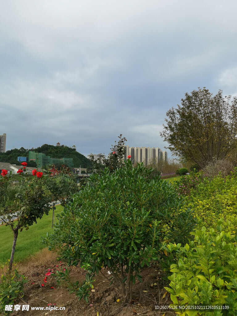 户外绿植景观