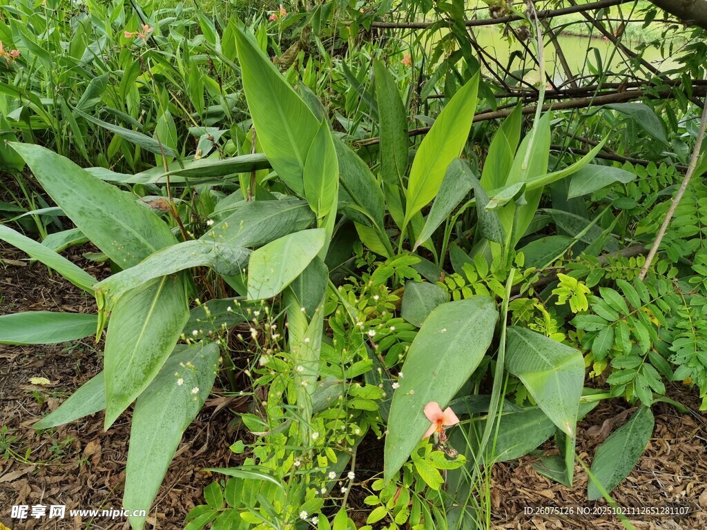 绿叶繁茂的户外植物景观