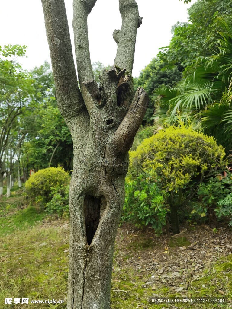 奇特树洞造型的老树