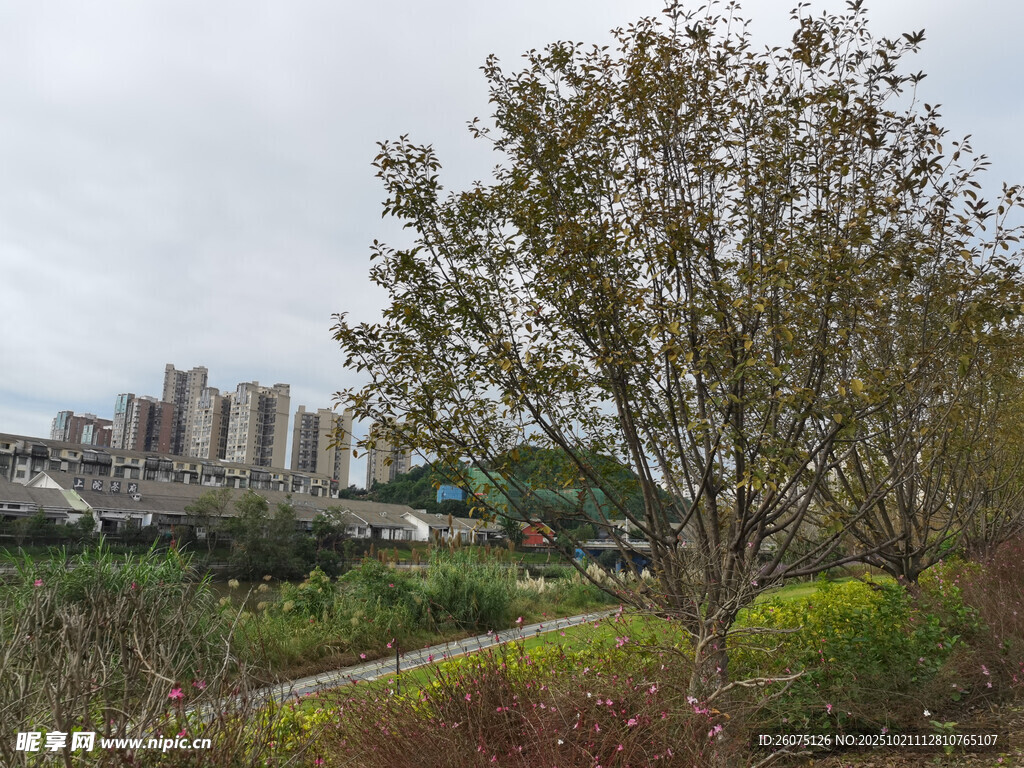 城郊风景绿树与远处建筑