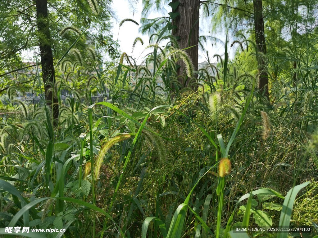 林间茂盛的绿色植物景观