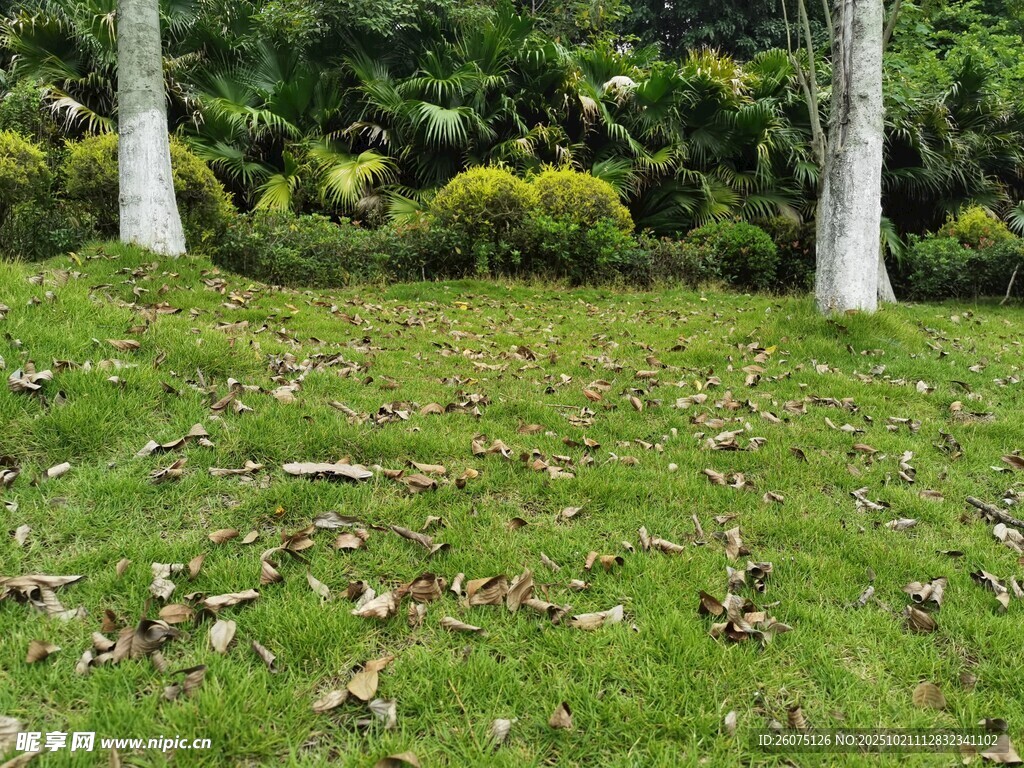 秋日草地落叶与树木景观