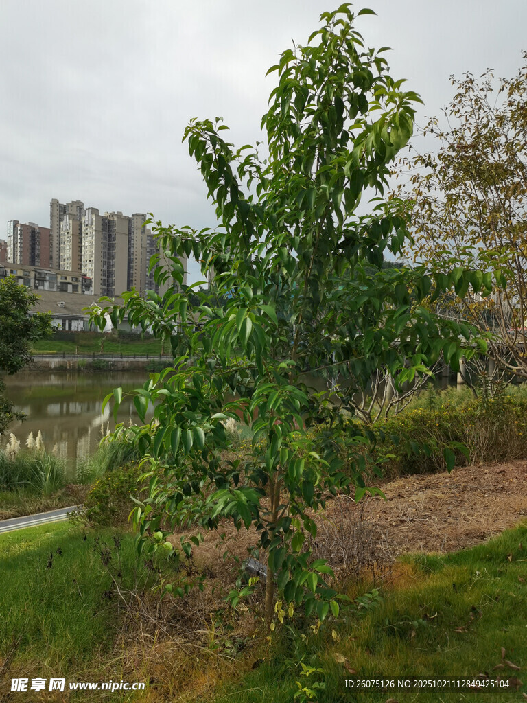 城市河畔绿树景观