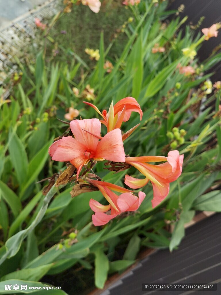 娇艳绽放的橙色萱草花