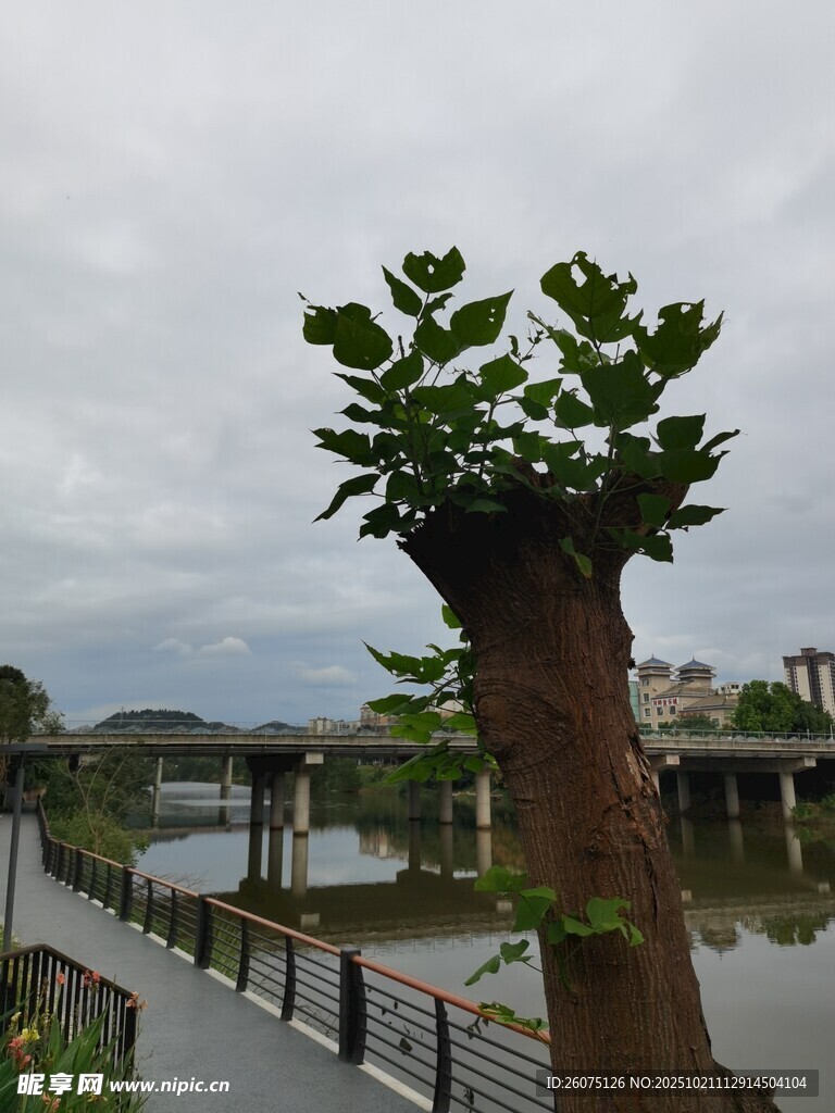 河边独特造型的绿植景观