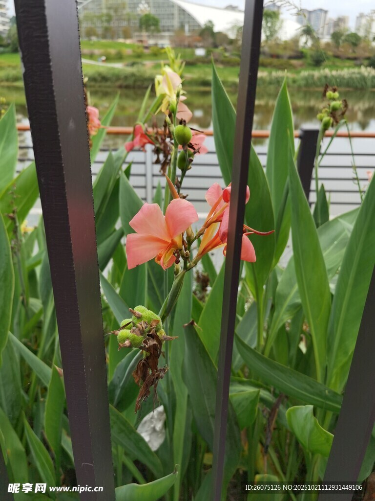 围栏边绽放的艳丽花卉