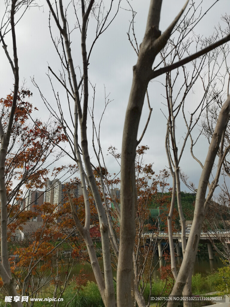 秋日枯树旁的建筑景观