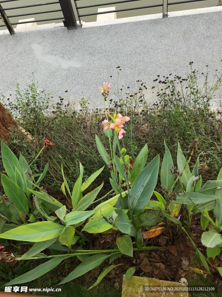 路边绽放的多彩花草