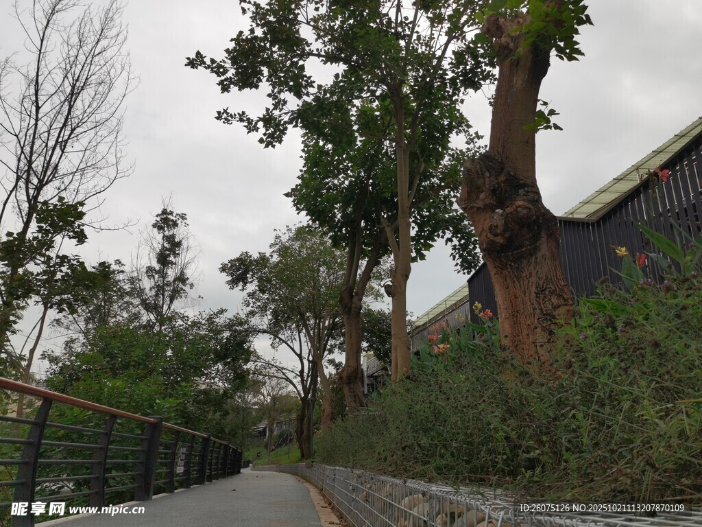 林间小道静谧自然景致