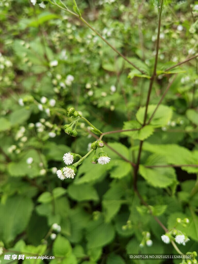 嫩绿草丛中的白色小花