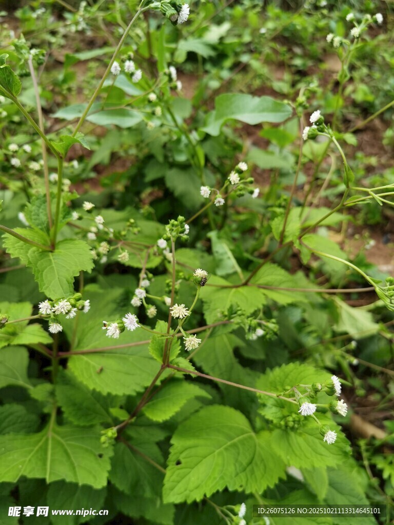 绿叶间的白色小花