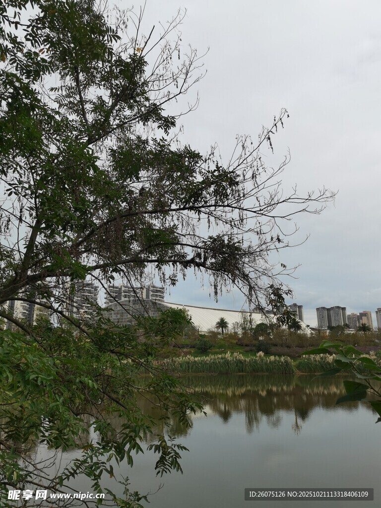 湖畔绿树映景