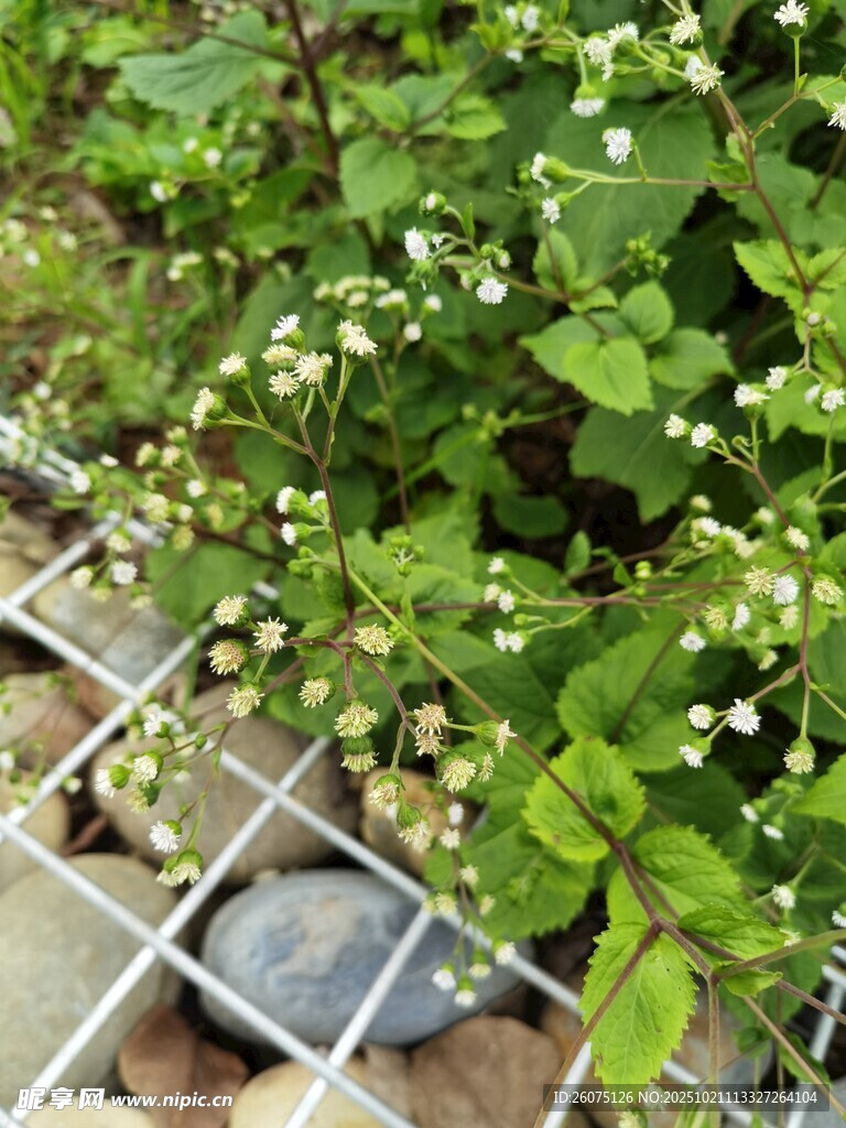 绿叶白花间的蓝色物件