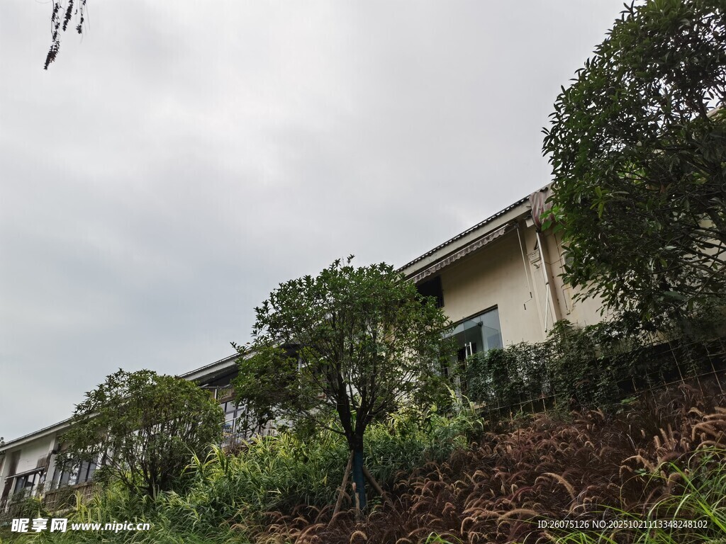 山坡上的绿植环绕的房屋