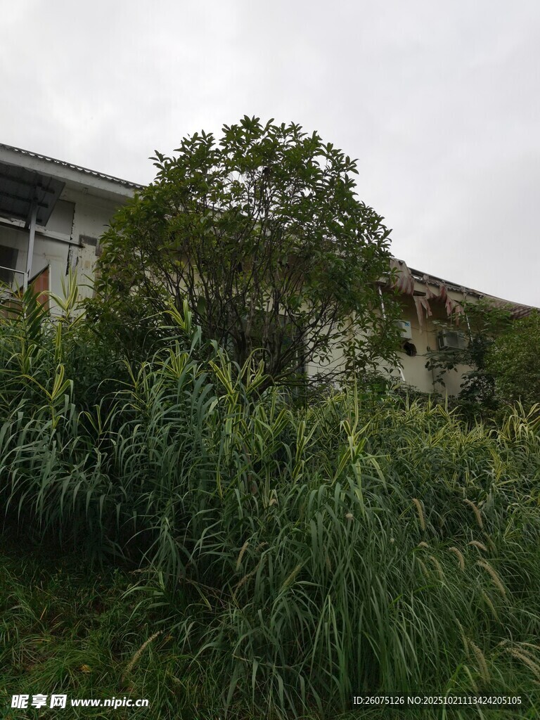 荒废建筑旁的繁茂绿植