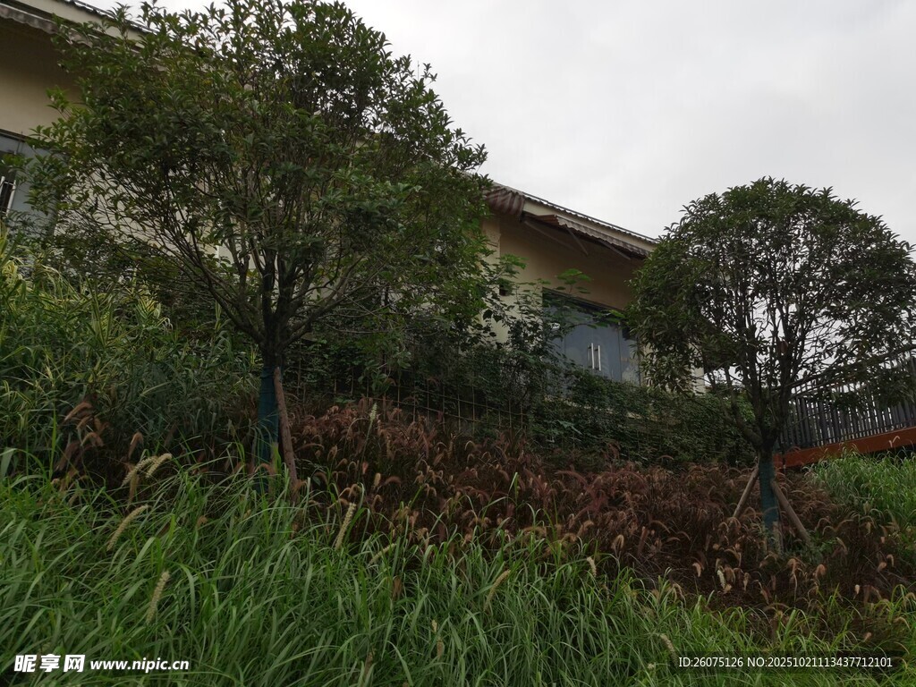 乡村房屋旁的绿植景观