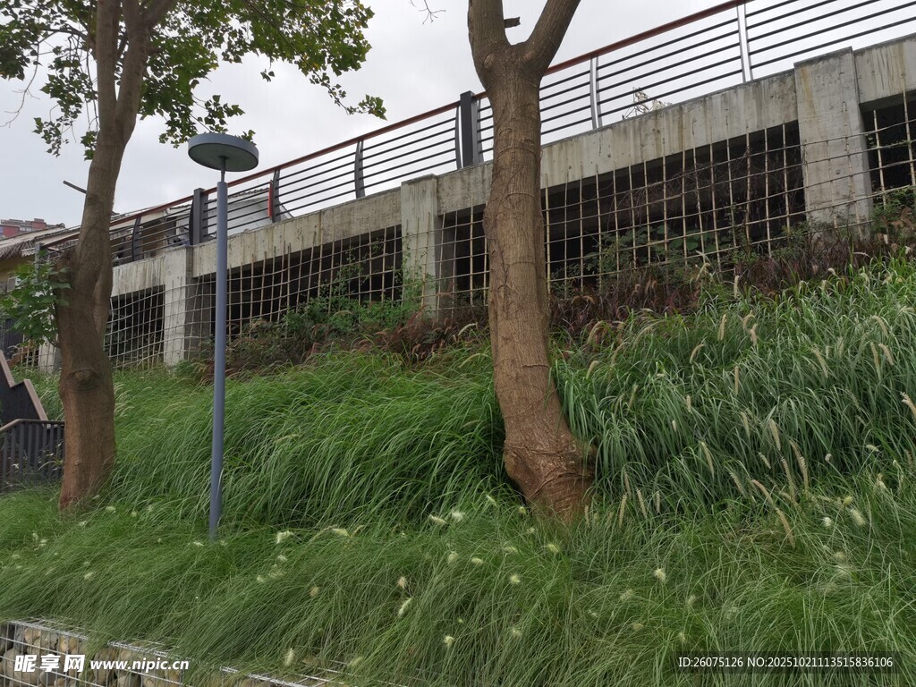 户外草地旁的树木与建筑