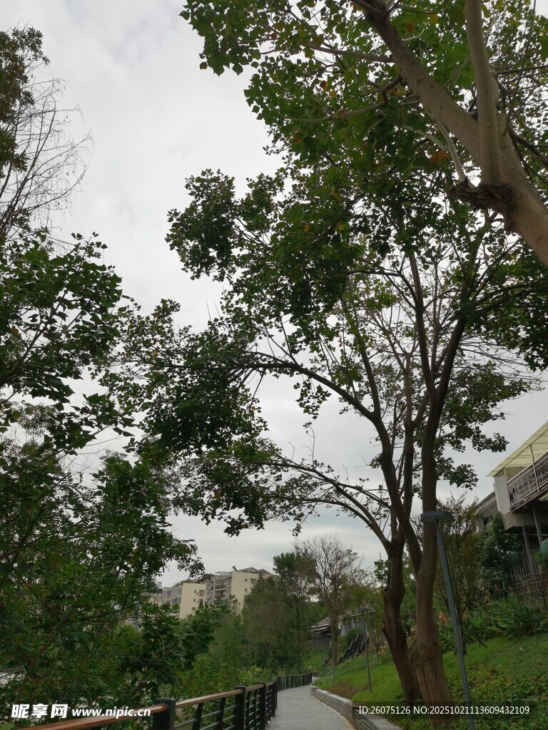 林间小道绿意盎然的景致