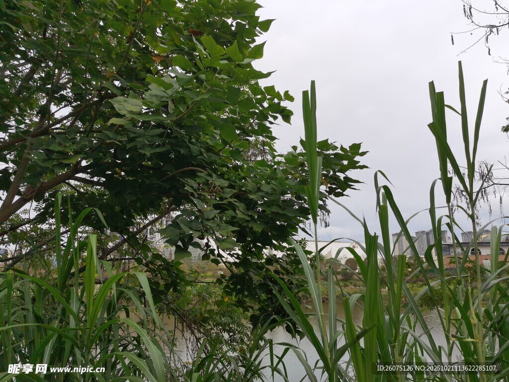 湖畔绿植景观