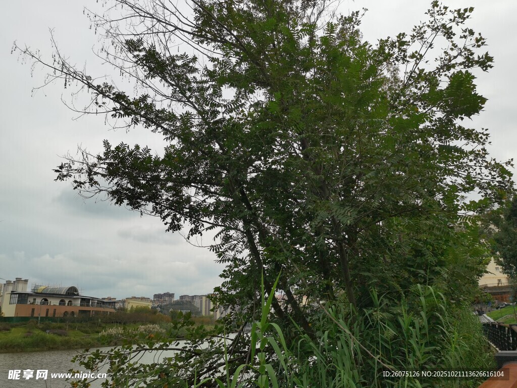 河畔绿树景致