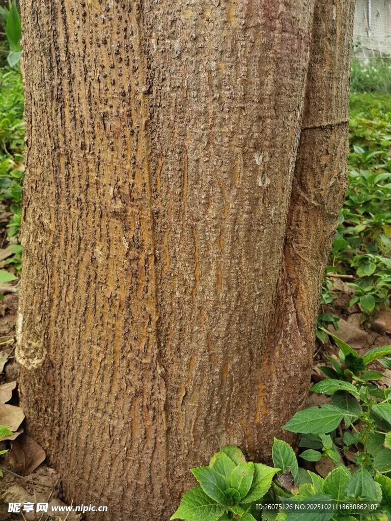树干特写与周边绿植