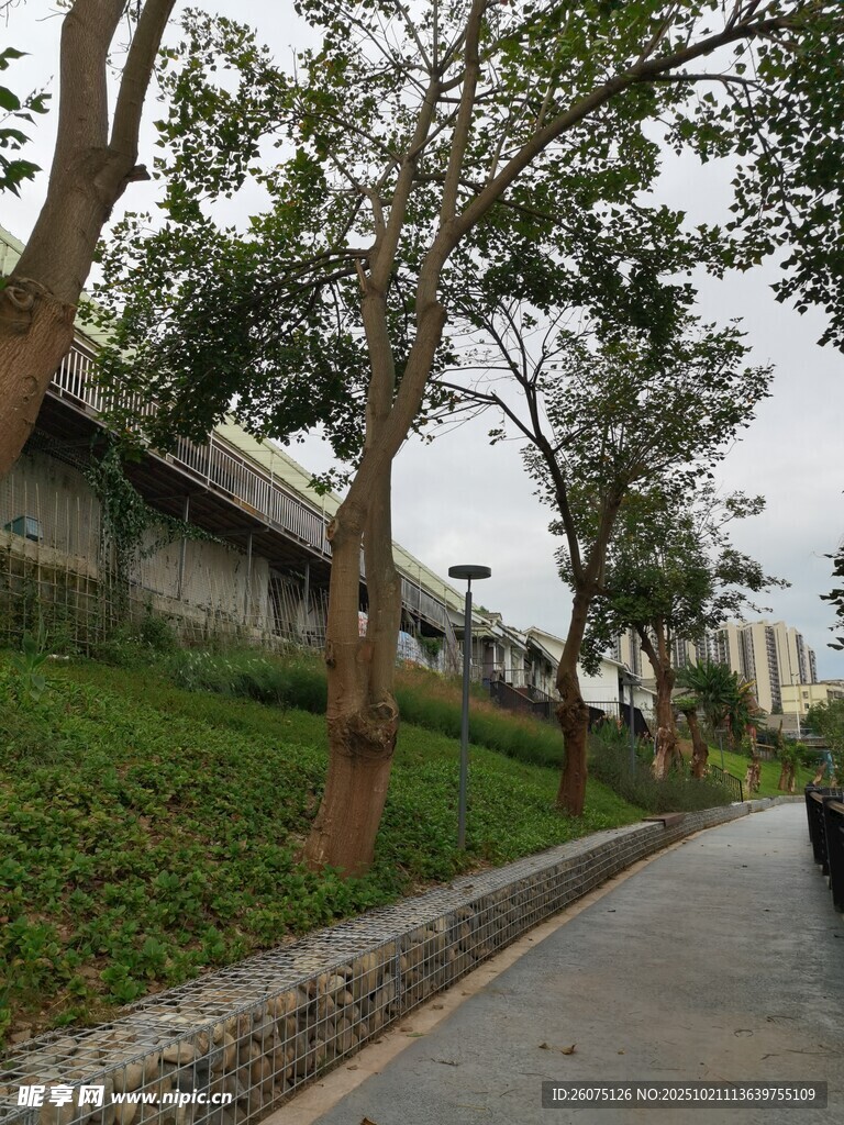 路边绿树与建筑景观