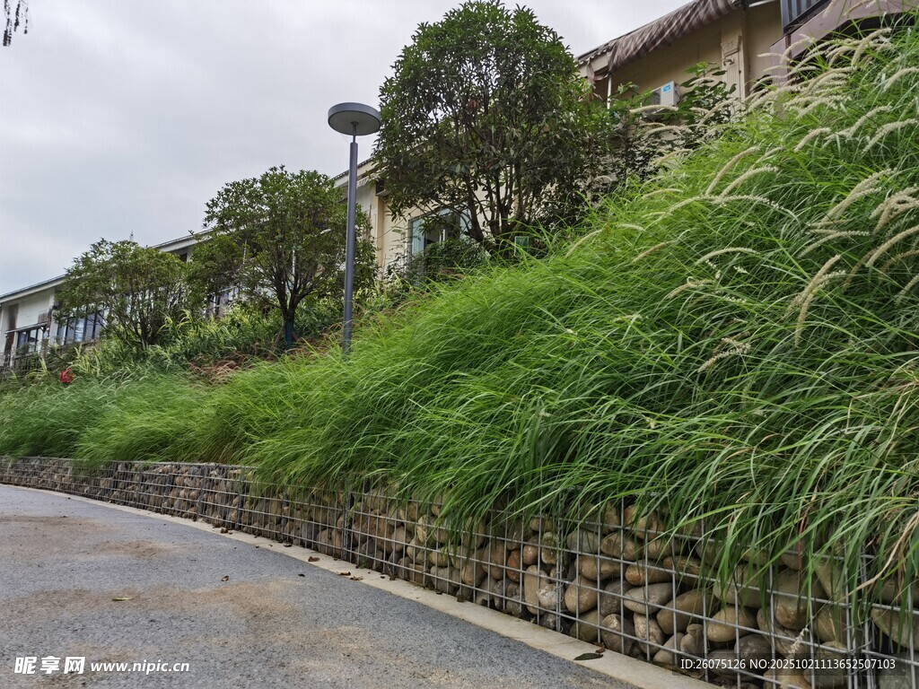 路边绿植景观