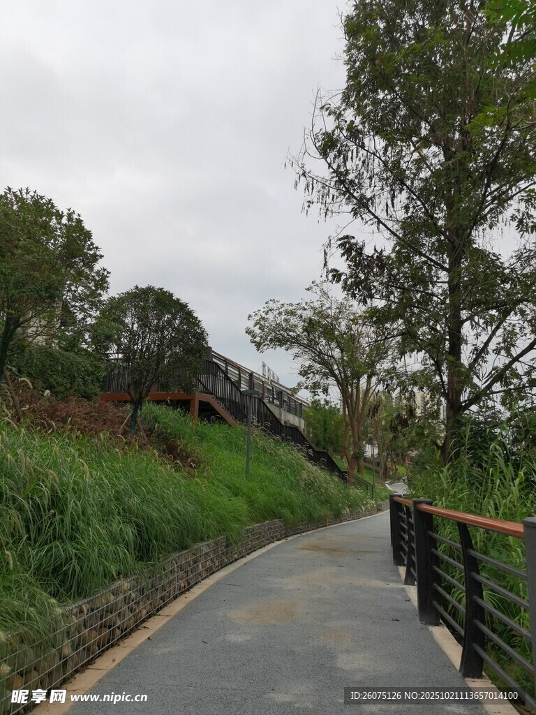 林间漫步道绿意盎然处