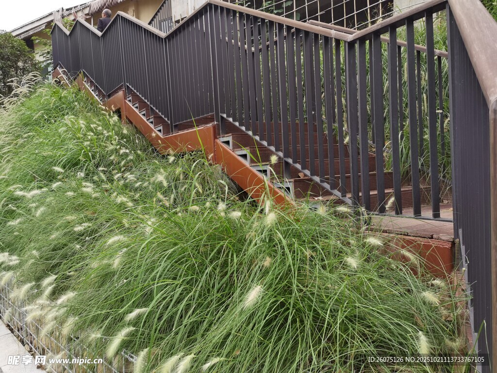铁艺围栏旁的绿植景观