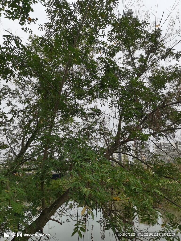 河边绿树景致
