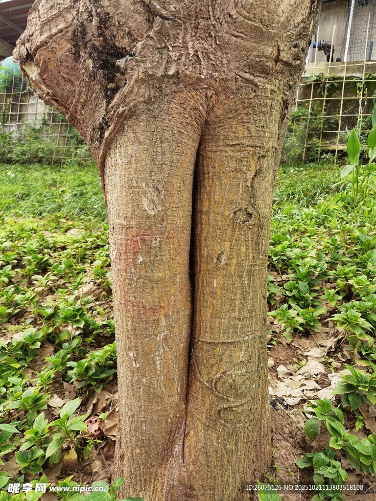 奇特人形树干植物景观