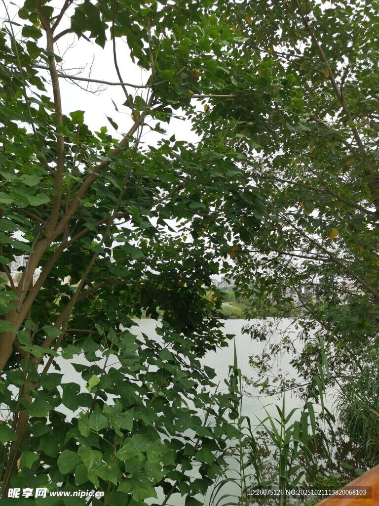 绿叶繁花间的自然景致