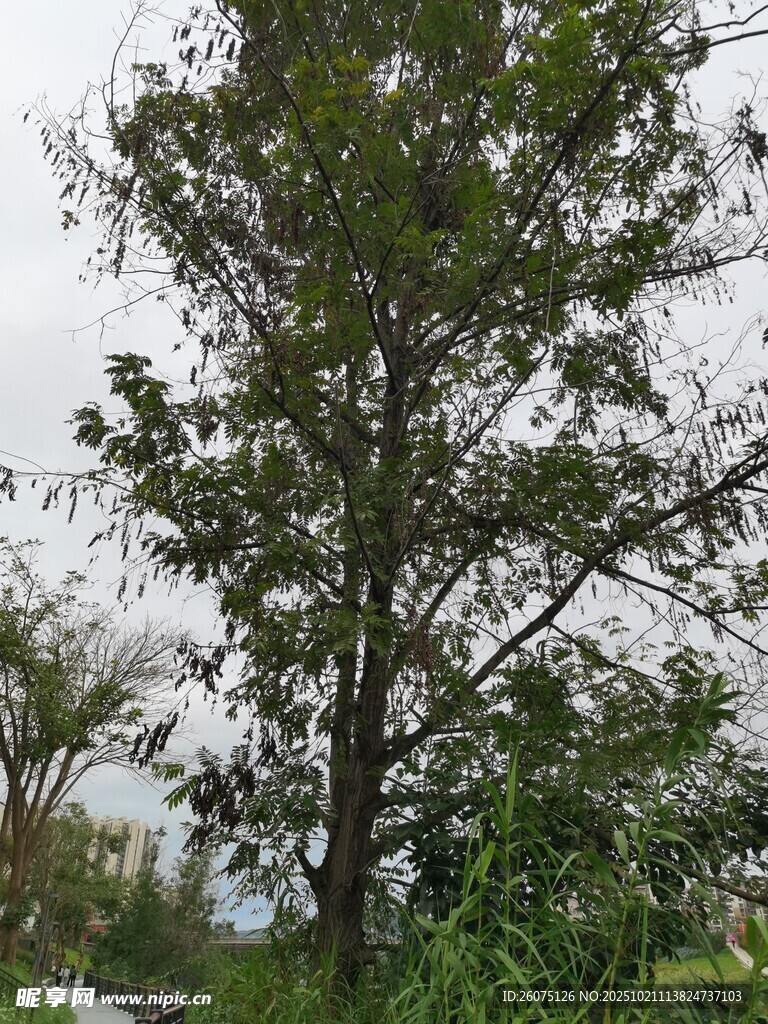 户外绿树风景
