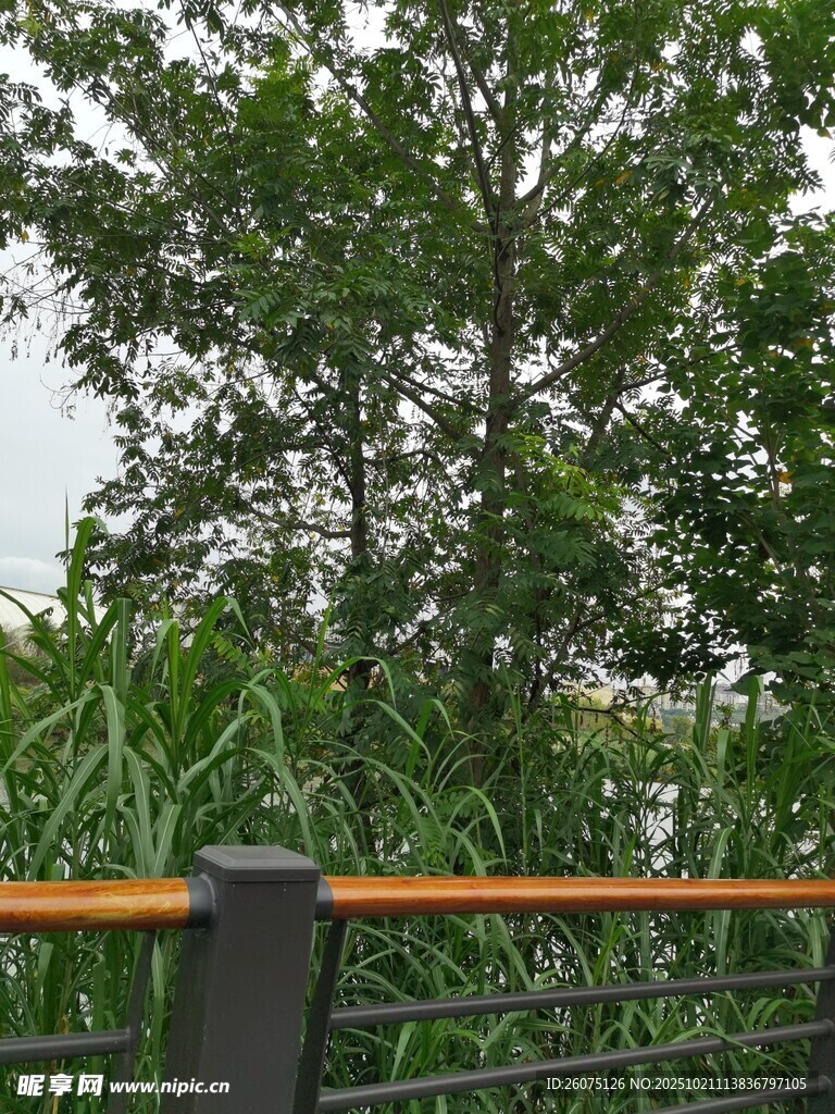 绿树环绕的户外栏杆景致