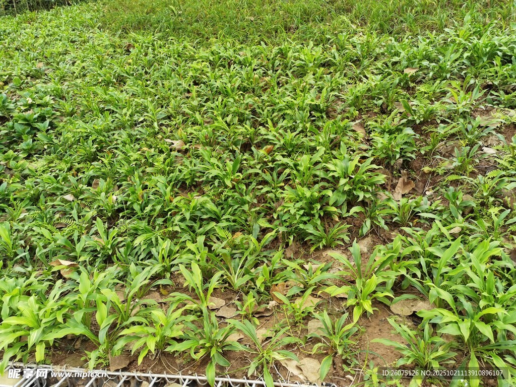 绿意盎然的植物田地