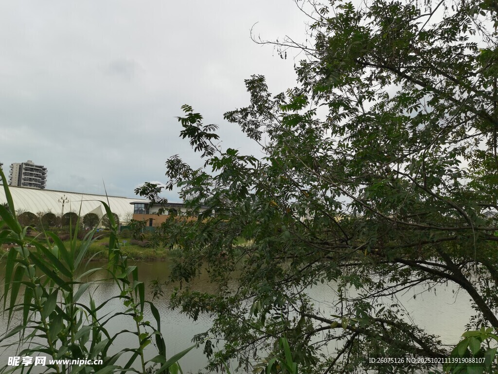 河畔绿树与远处建筑景观