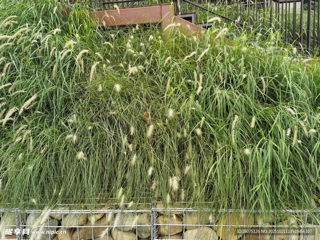 户外茂盛的绿色植物景观