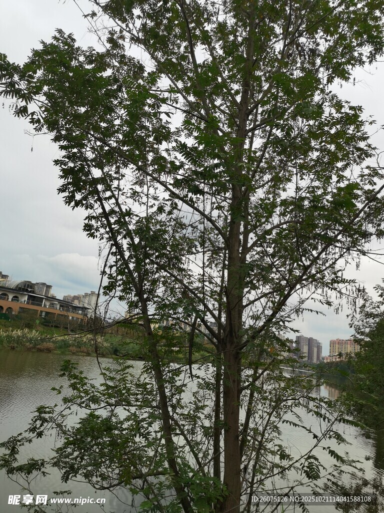 河边绿树风景