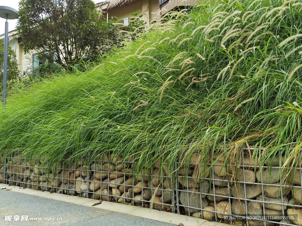 石墙边的茂密绿植