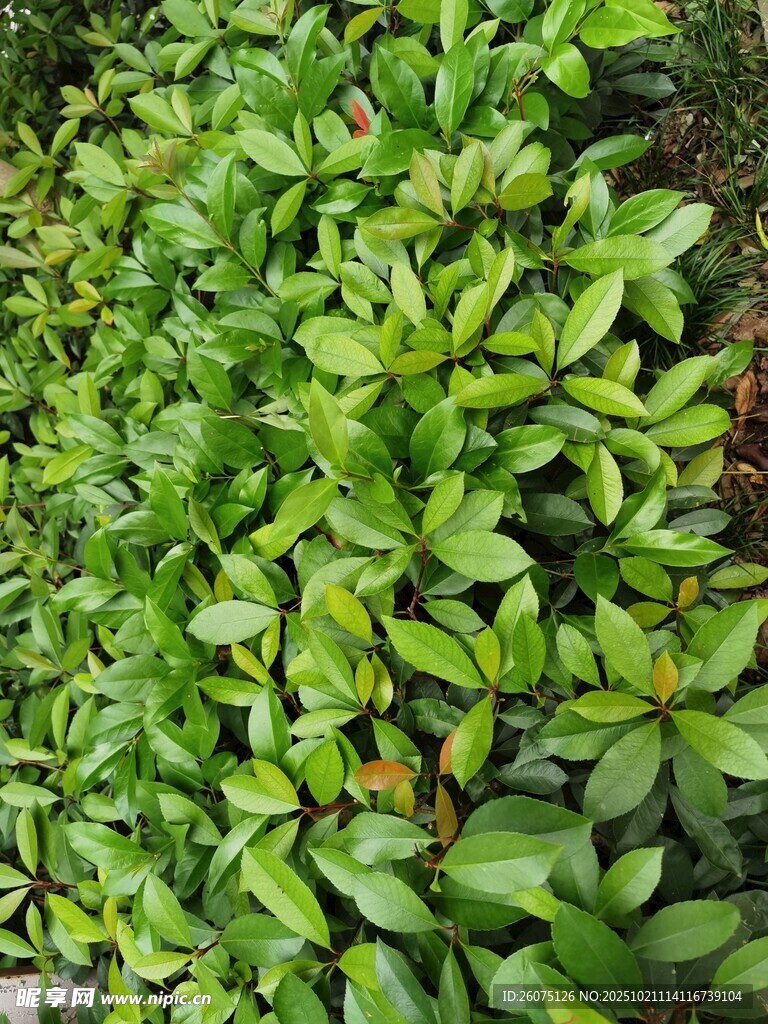 翠绿繁茂的灌木丛