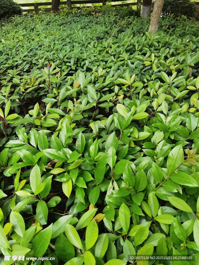 繁茂绿植景观