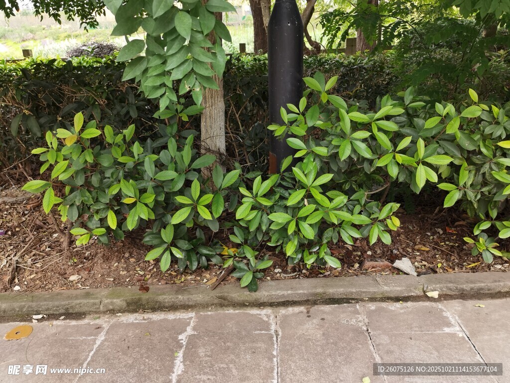路边绿植景观