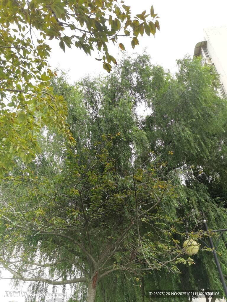 茂密葱郁的绿树景观