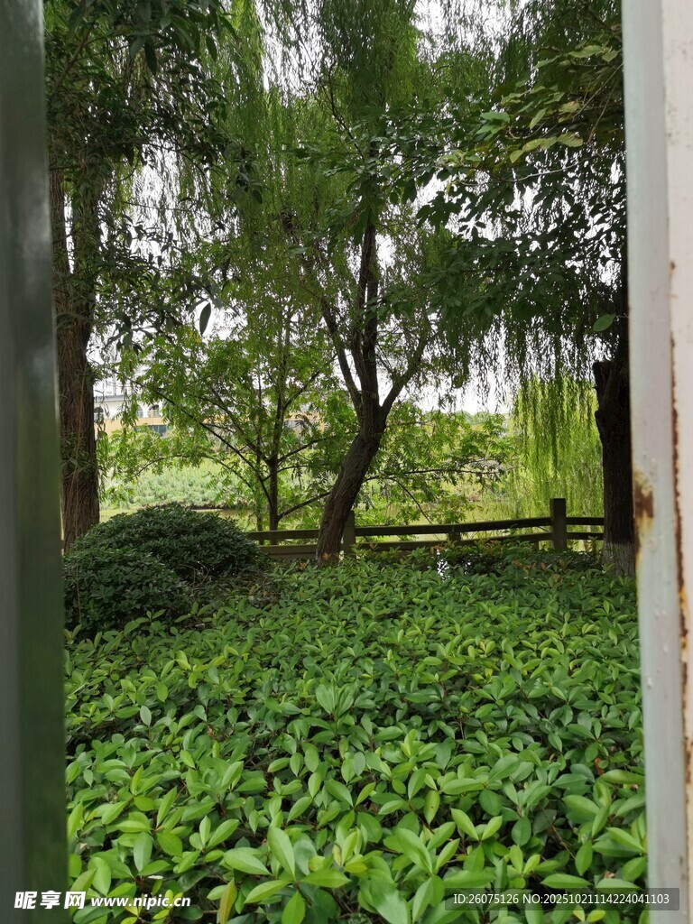 绿意盎然的林间植物景观