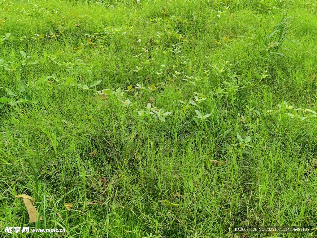 翠绿草地生机盎然