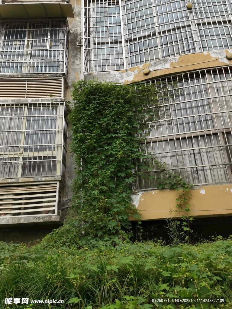 爬满绿植的老旧居民楼