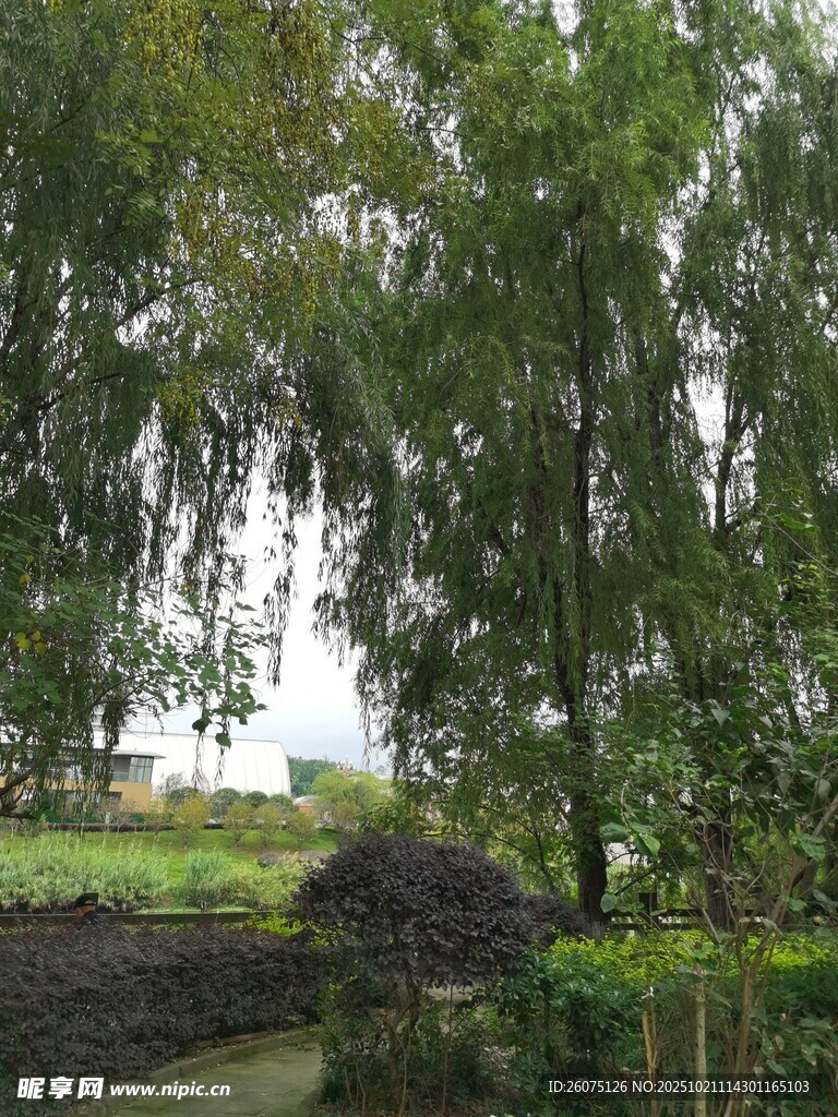 河畔垂柳绿意盎然的景致