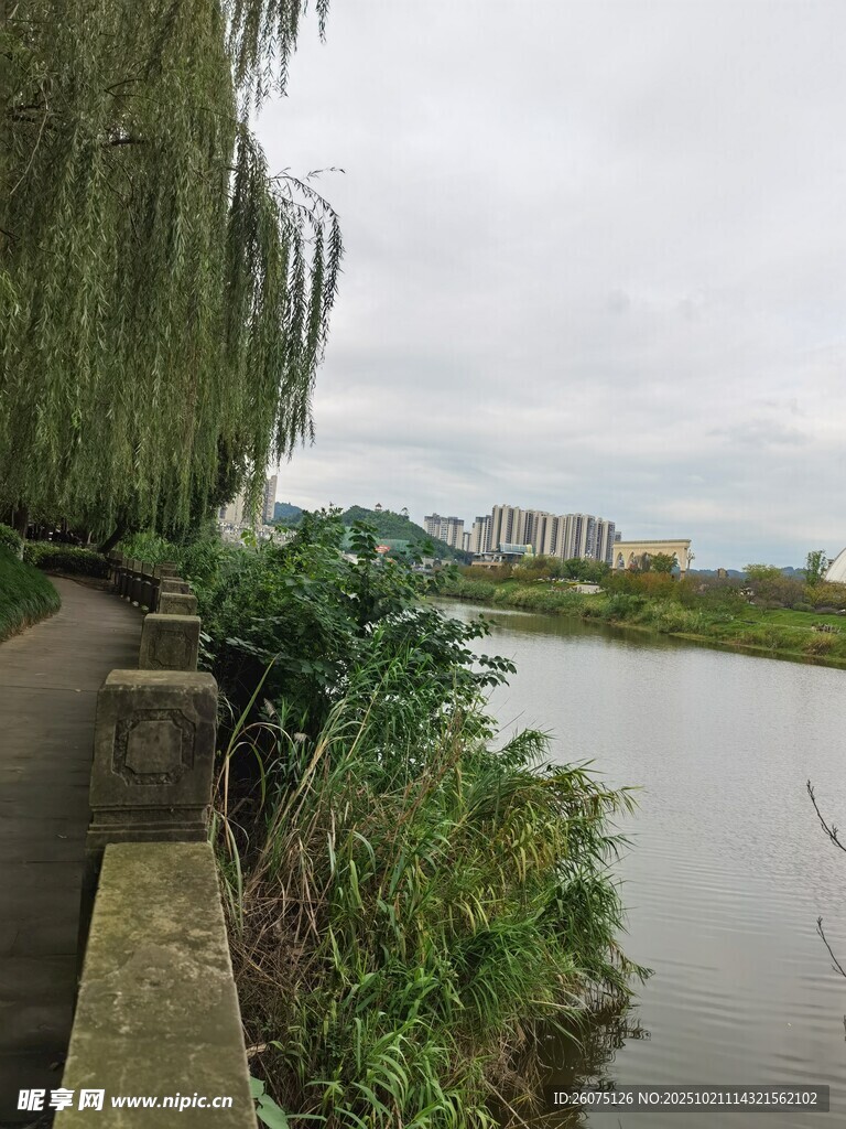 河畔垂柳景观